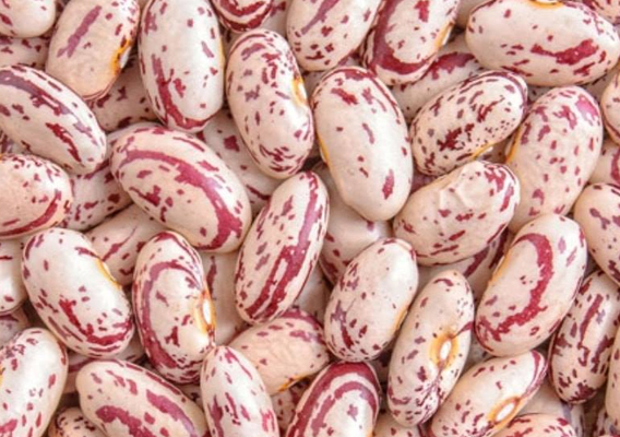 Kidney-Beans