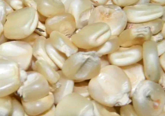 Maize