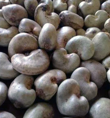 Raw-Cashew-Nuts